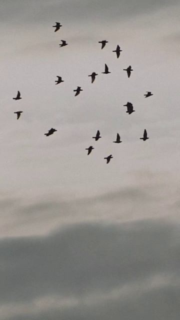 Олег Старости - Свеча