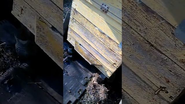 Весенние развития пчел смотреть онлайн