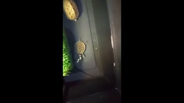 Pequeña tortuga mapa cazando grillos смотреть онлайн