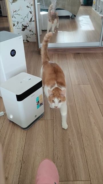 Кот который понимает.