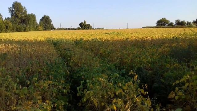 27.08.18 десикація сої