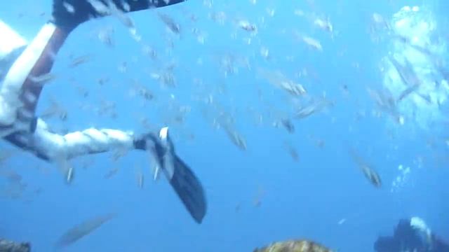 Cardinalfish And Yellow Sweeper In Maldives テンジクダイとキンメモドキ