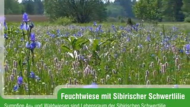 Sibirische Schwertlilie (Iris Sibirica)