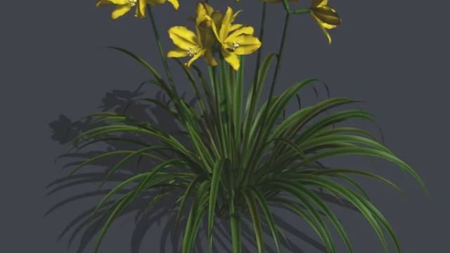 Happy Returns Daylily смотреть онлайн
