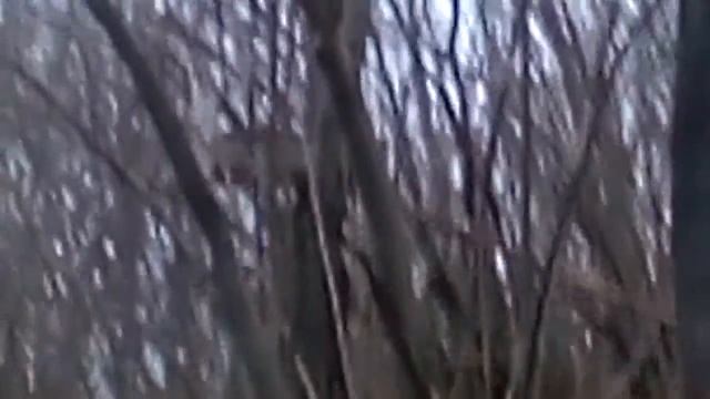 Проверка петель на куницу смотреть онлайн