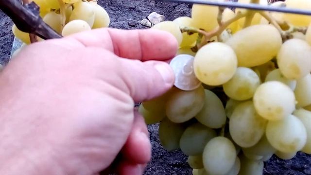 Сорт винограда Ландыш