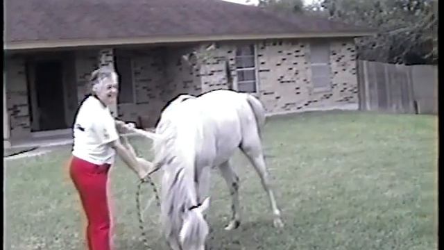 Lolly Simon's Donoghue bred horses смотреть онлайн