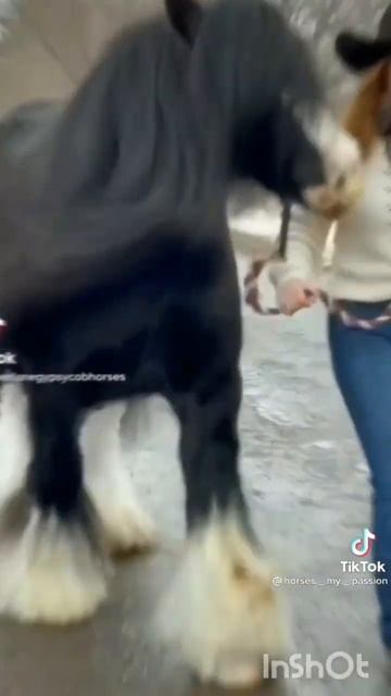 Gypsy Vanner смотреть онлайн