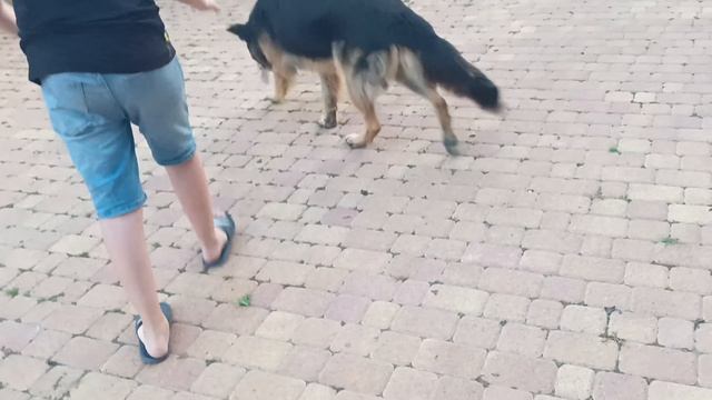 Пëс Бен играет с бутылкой. смотреть онлайн