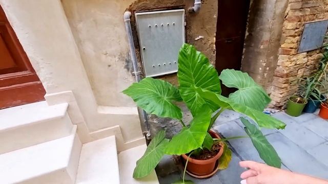 ИТАЛИЯ, 22 ГОДА В ИТАЛИИ, А ТАКОЕ ВИЖУ ПЕРВЫЙ РАЗ/КТО НЕ СМОТРИТ МНОГО ПОТЕРЯЛ смотреть онлайн