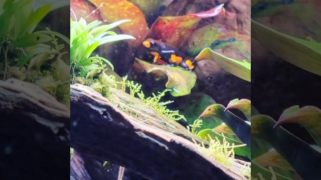 Oophaga histrionica "Bullseye" courting смотреть онлайн