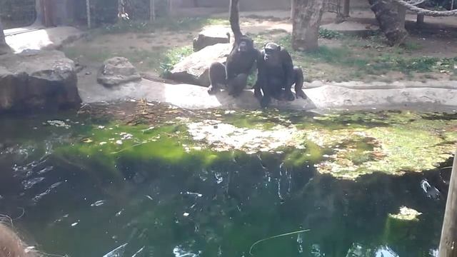 Бросай банан пока шеф не пришел! смотреть онлайн