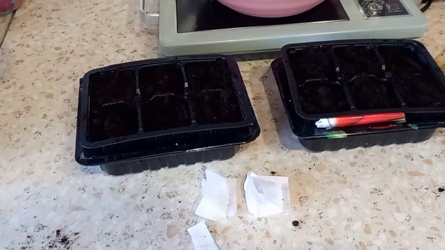 Огород на окошке😊Покупочки👍Соскучились по пряникам🤣🤣🤣