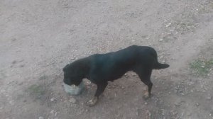 Пёс 1 сезон 1 серия Обед что досталось