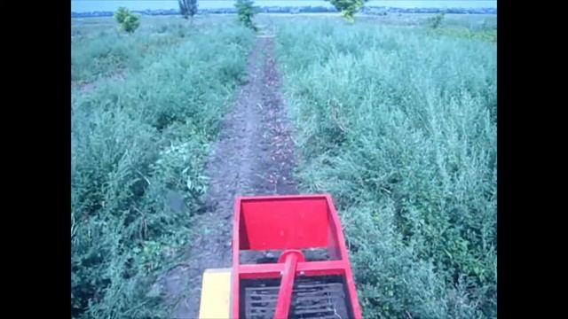 Уборка картофеля картофелекопалкой в траве