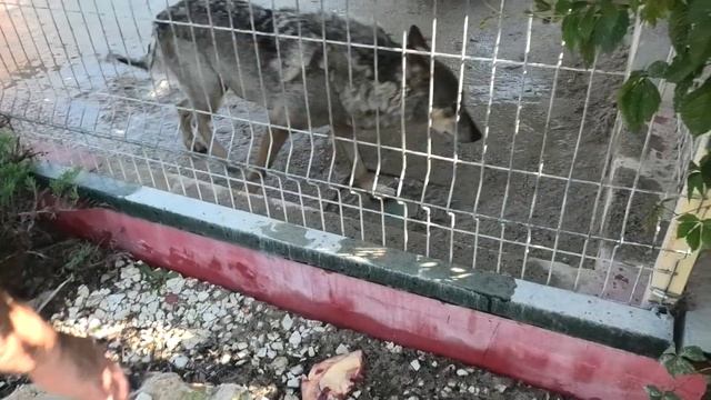 Ишачок Красавица Луна! Сердитый Кай! Милая Пандора! Ishachok. Beauty Luna! Angry Kai! Sweet Pandora смотреть онлайн