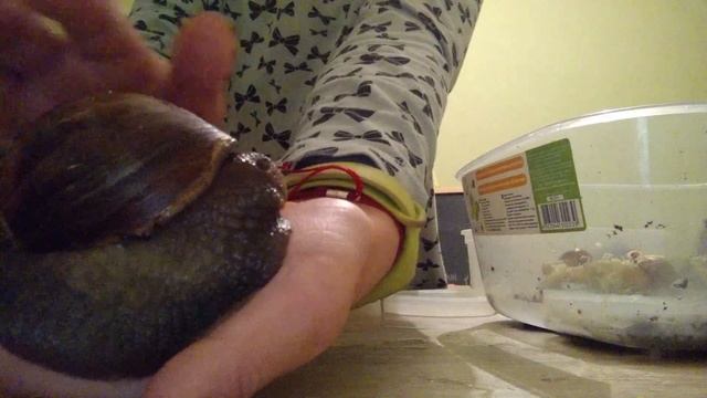 Вечер моїх ахатин смотреть онлайн