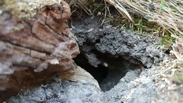 Erdwespennest Sommer 2020 in Zeitlupe Wespen Deutsche Wespe. Wespe im Garten смотреть онлайн