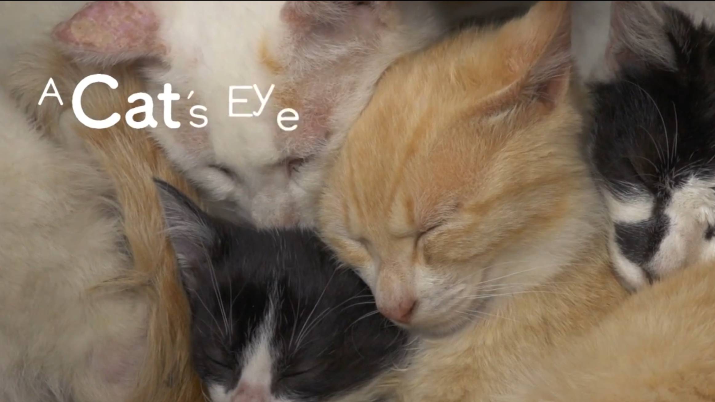 SETO - Cats eye смотреть онлайн