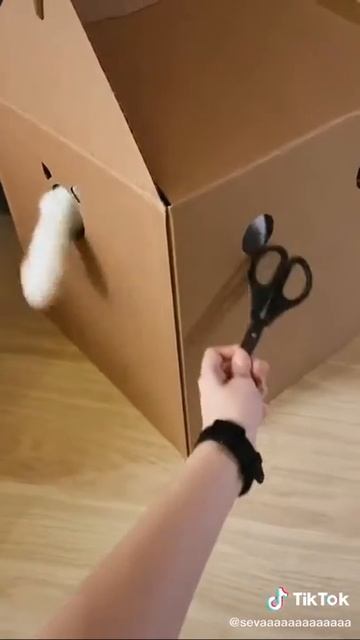 Милые котики" котик в коробке" смотреть онлайн
