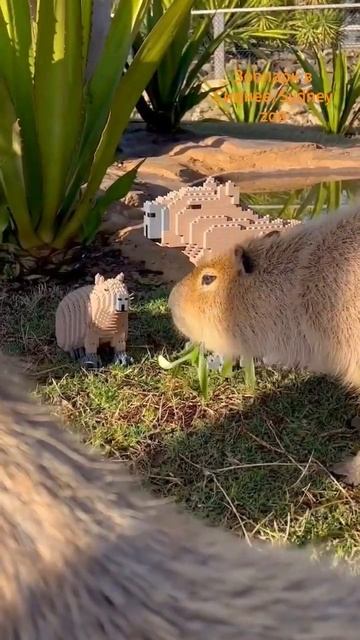 капибары из майнкрафта в зоопарке Австралии! смотреть онлайн