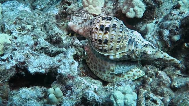 Triton's Trumpet смотреть онлайн