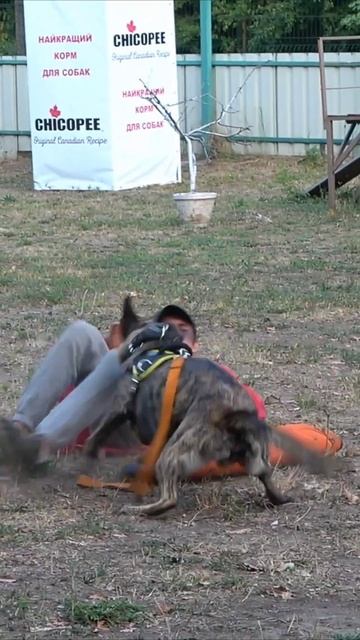 Dutch Shepherd Herder attack. Police dog training. #GUARDODESSA Odessa. СТРАЖ Ukraine 🇺🇦 смотреть онлайн