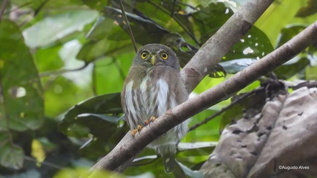 Caburé-da-amazônia / Amazonian Pygmy-Owl / Glaucidium hardyi смотреть онлайн