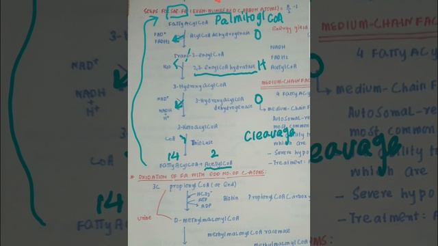 BETA OXIDATION OF FATTY ACIDS PART 1 смотреть онлайн