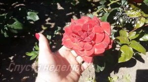 Цветение розы Terracotta! Тэрракотта!