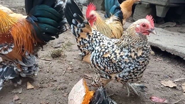 не велий обзор курей карлик смотреть онлайн