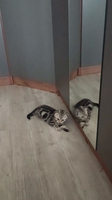 Атака зеркала