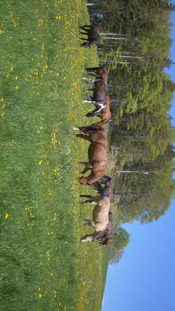 wildlife and animal || #8k #4k #nature #shorts #youtubeshorts#status #trending #viral #cute #animal смотреть онлайн