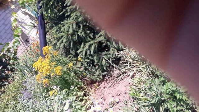 Мой двор и попугаи смотреть онлайн