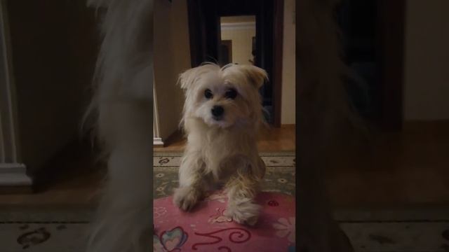 Наш любимый ресторан смотреть онлайн