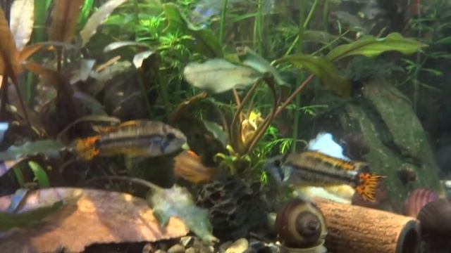 Апистограмма какаду (Apistogramma cacatuoides) молодёжь смотреть онлайн