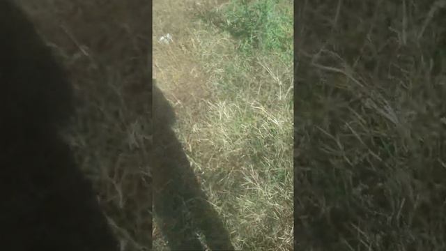 куница   убила   куру   закрывайте   сараи