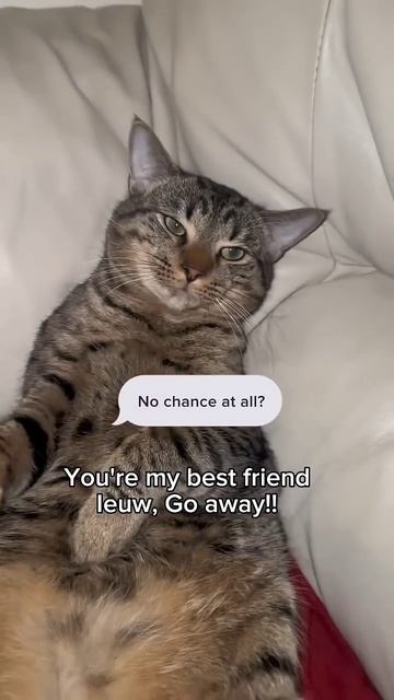 He Is My Best Friend Forever #shorts #cat #cats