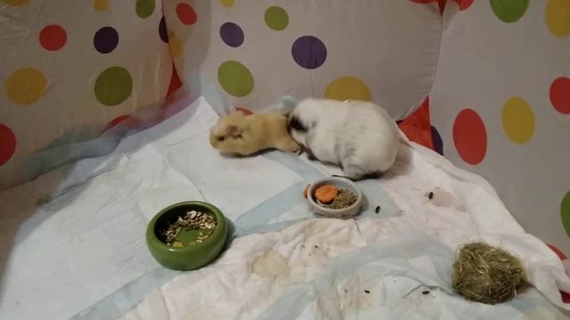 морские свинки гуляют смотреть онлайн