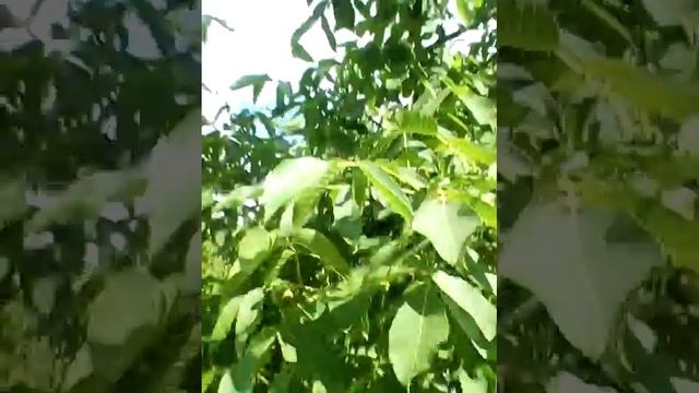 ❤️😜😍💪😃волшебные масла для детей девушек ЗОЖников под заказ вручную на дубовом прессе 😍😜❤️ природа