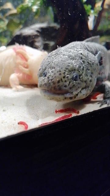 Аксолотль / Axolotl, кормление Мотылём. смотреть онлайн