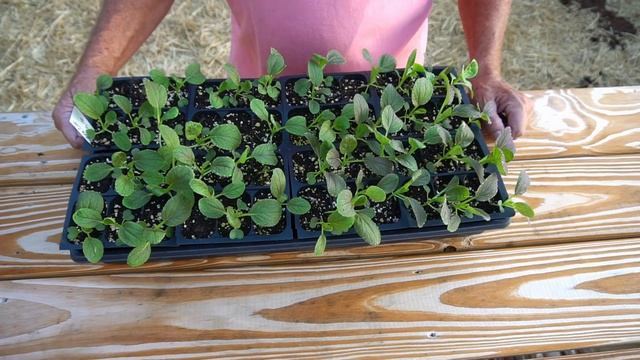 Best Way to Grow Bok Choy in Containers смотреть онлайн