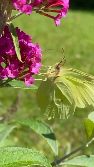 Hallo kleiner Zitronenfalter! 🤩 смотреть онлайн