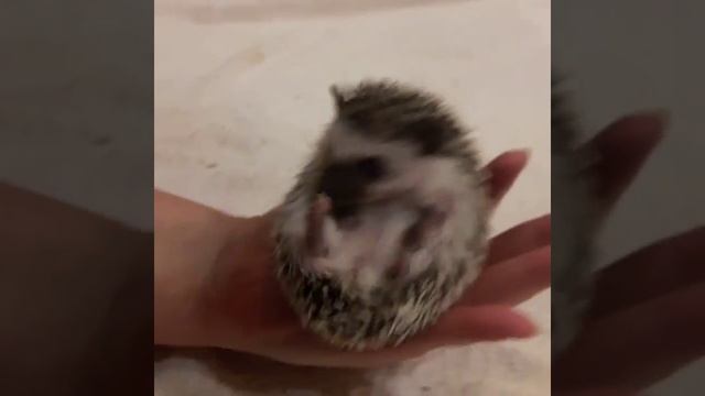 Ежик танцует