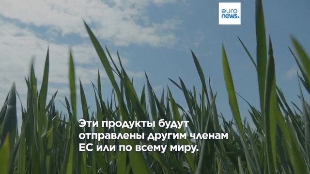 Подоплёка соглашения об импорте украинского зерна в Евросоюз смотреть онлайн
