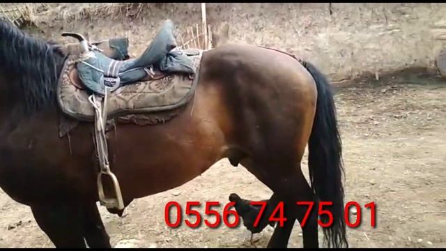 Тез Арада Ат Сатылат Алайдан 200 Мин Сом 6 Асый Уйур Улак Гарантия! смотреть онлайн