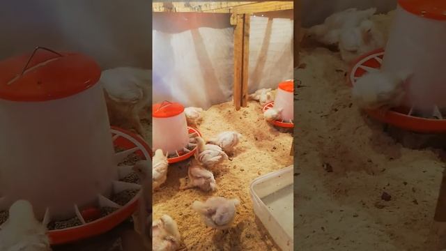 Бройлеры. 18 день эксперимента. Часть 7. Заключение. Мегакорм в Казахстане смотреть онлайн