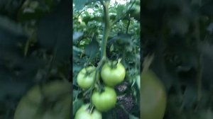 Загруженные кусты томат Махитос. Туманообразователь  для теплиц экономия более 50% на препаратах.