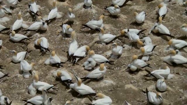 Muriwai Beach Gannets Again смотреть онлайн