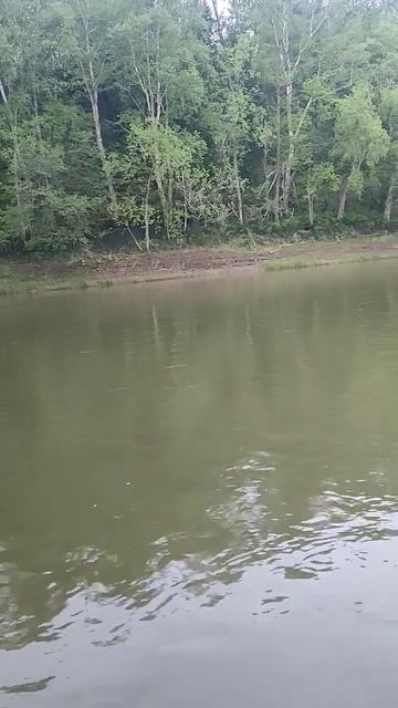 Выдра в реке/ Оtter In The River/ Sakhalin Подпишись☝🏻🤝🏻